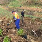 Extending the top planting 6. Cambridge Tree Trust